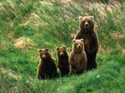 В лесах Ленобласти развелось много медведей