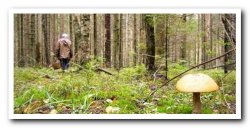 В Ленобласти отменили ограничение на посещение лесов