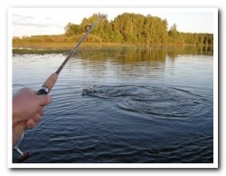 В Ленобласти введен запрет на рыбную ловлю